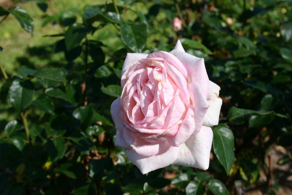 Photo of Rose (Rosa 'Sheer Bliss') uploaded by jon