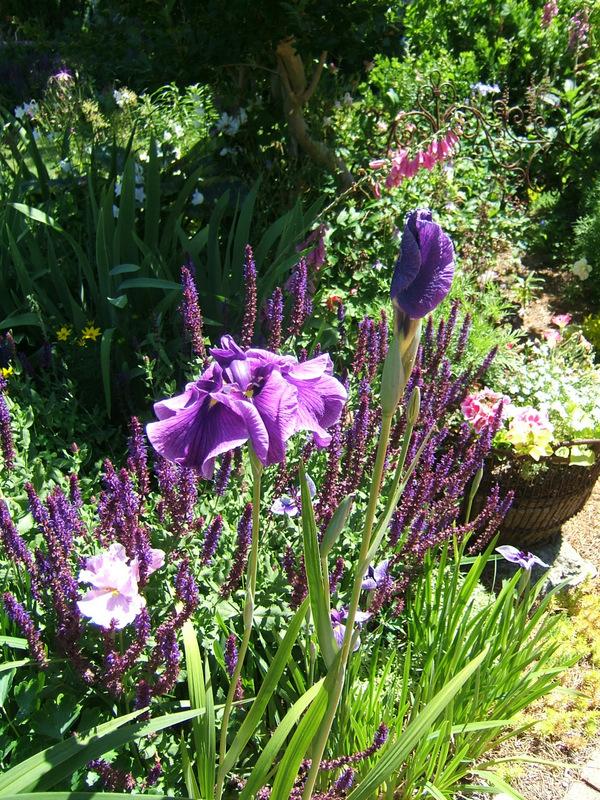 Photo of Japanese Iris (Iris ensata 'Greywoods Dark Desire') uploaded by pirl