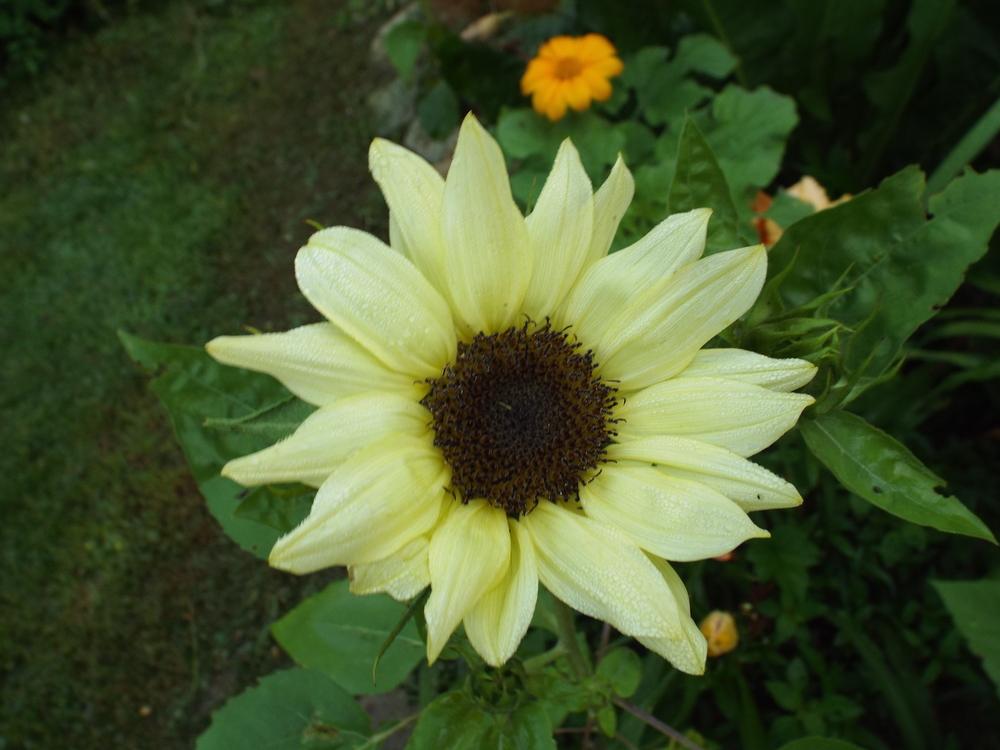 Photo of Sunflower (Helianthus annuus 'Moonshadow') uploaded by poisondartfrog