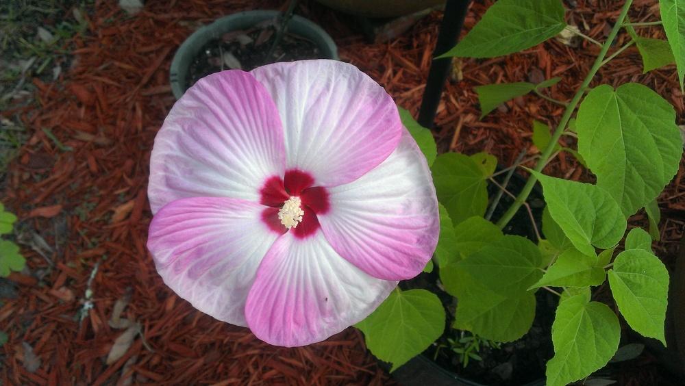 Photo of Hybrid Hardy Hibiscus (Hibiscus Luna™ Pink Swirl) uploaded by qwilter