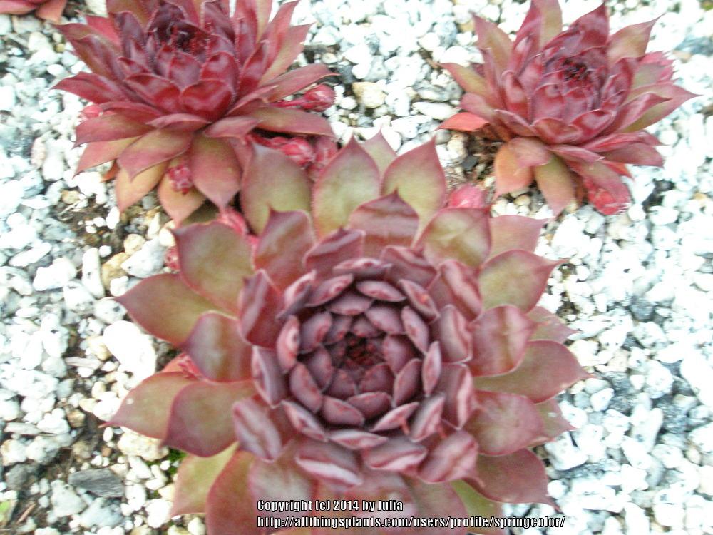 Photo of Hen and Chicks (Sempervivum 'Silver Spring') uploaded by springcolor