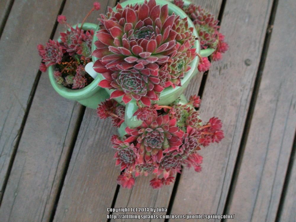 Photo of Hen and Chicks (Sempervivum 'Poetic') uploaded by springcolor