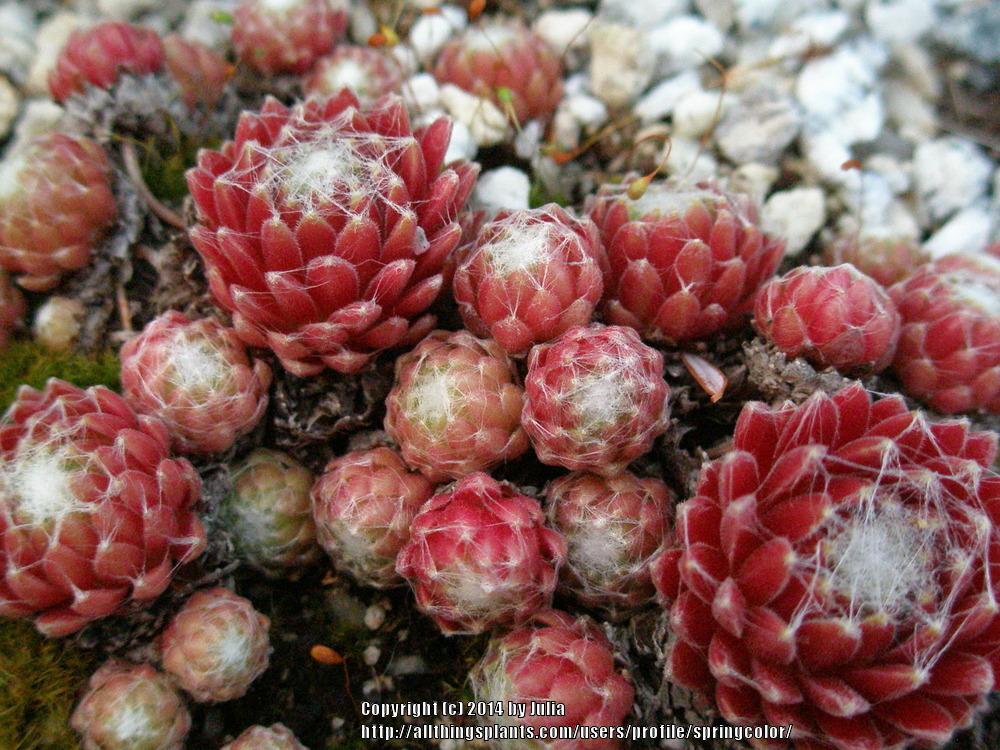 Photo of Hen and Chicks (Sempervivum 'Mona Lisa') uploaded by springcolor