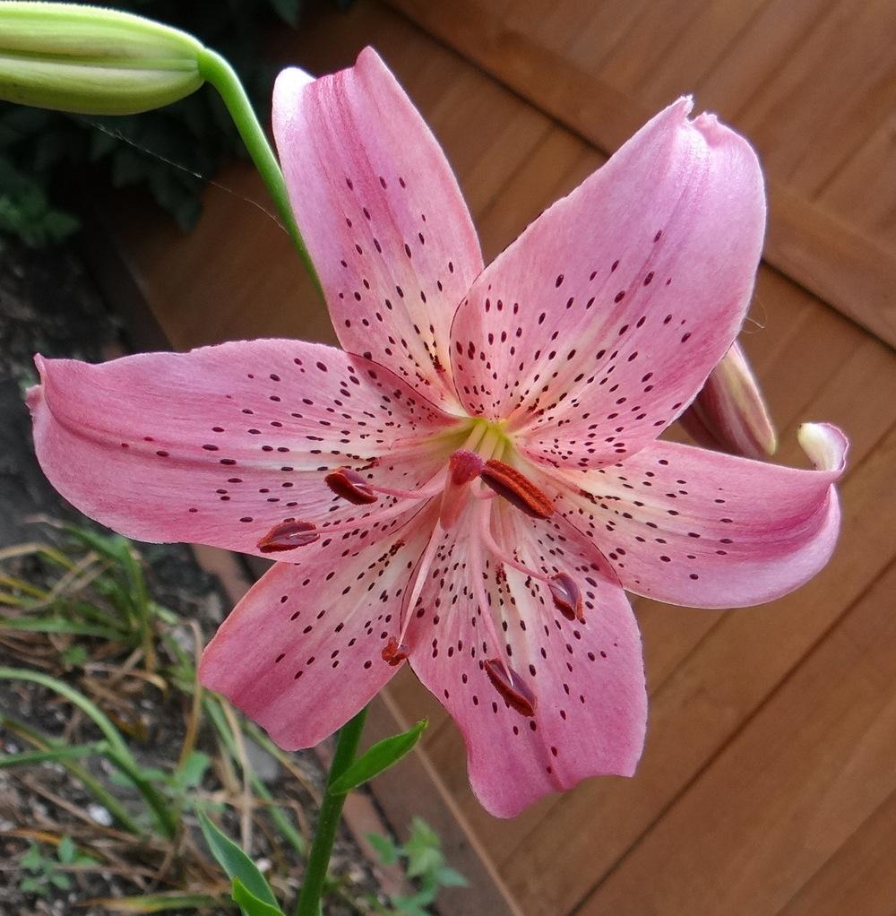 Photo of Lily (Lilium 'Iowa Rose') uploaded by stilldew
