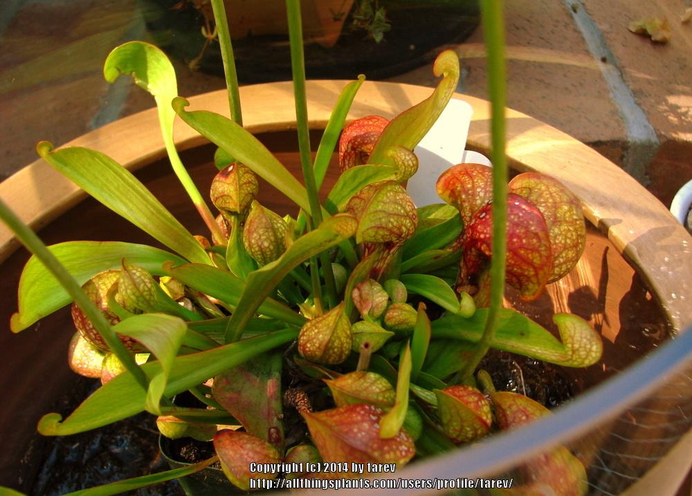 Photo of Parrot pitcherplant (Sarracenia psittacina) uploaded by tarev