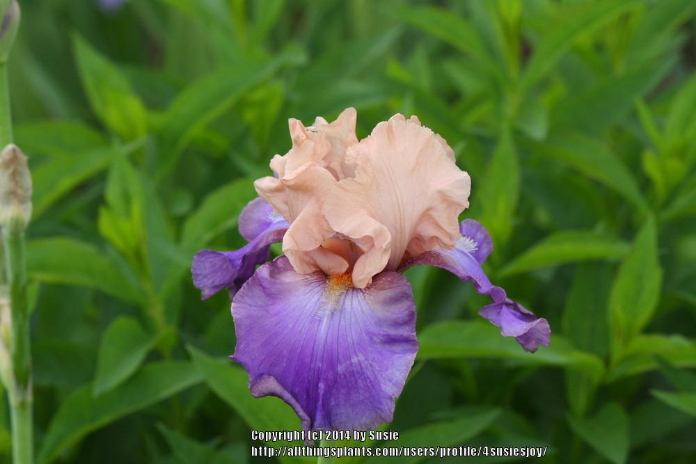 Photo of Tall Bearded Iris (Iris 'Poem of Ecstasy') uploaded by 4susiesjoy