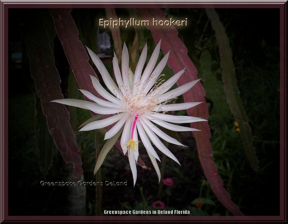 Photo of Hooker's Orchid Cactus (Epiphyllum hookeri) uploaded by DavidofDeLand