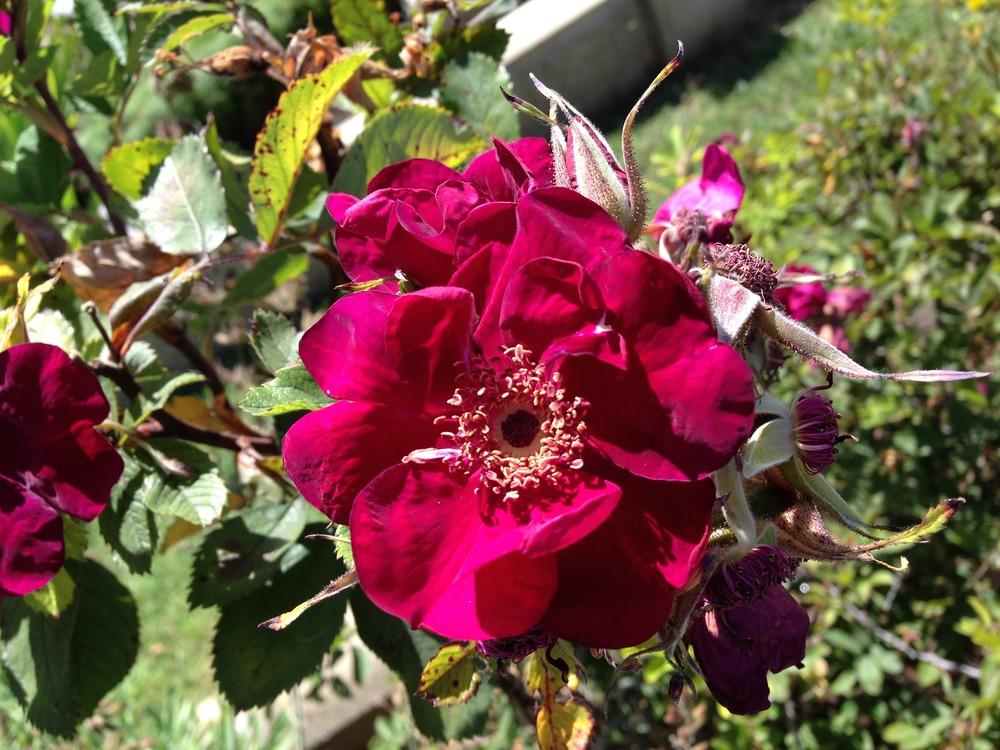 Photo of Rose (Rosa 'Basye's Purple Rose') uploaded by HamiltonSquare