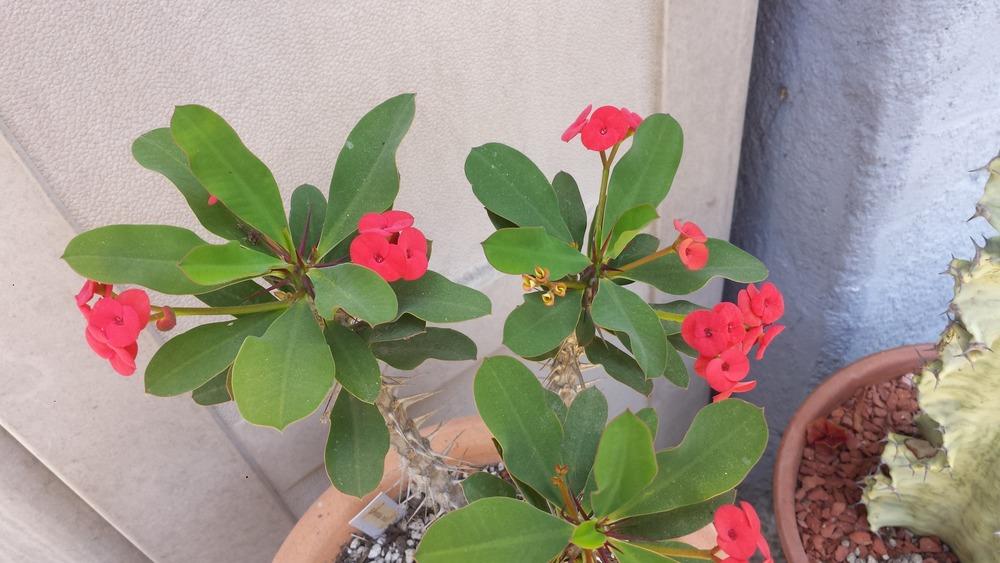 Photo of Crown of Thorns (Euphorbia milii) uploaded by LAGardengirl