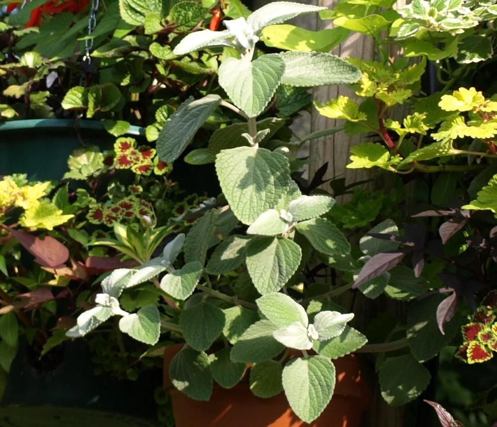 Photo of Plectranthus (Plectranthus argentatus 'Silver Shield') uploaded by Onewish1