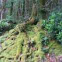 Sphagnum Moss vs. Peat Moss