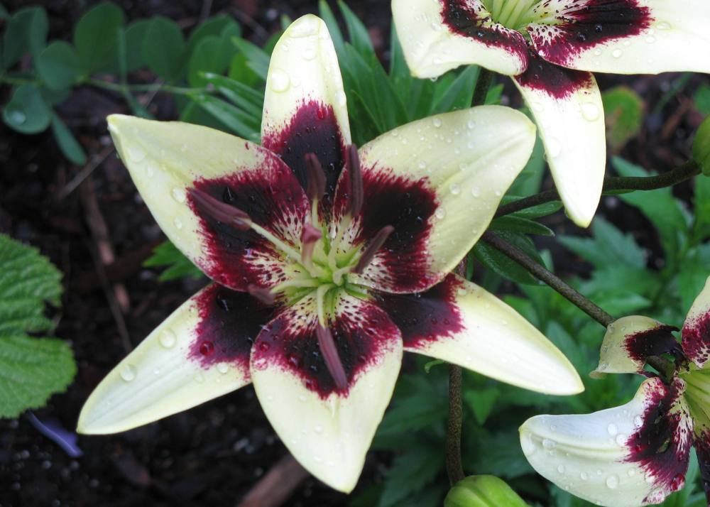 Photo of Lily (Lilium 'Patricia's Pride') uploaded by foraygardengirl