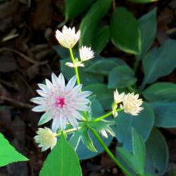 Location: East border
Date: June
Very difficult to get good photos of astrantia blossoms - but the