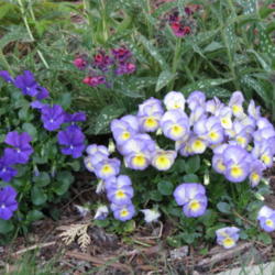 Location: West border
Date: 2010-04-27
My favorite violet/viola - wonderfully fragrant!
