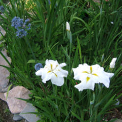 Location: Iron gate garden
Date: 2014-06-21
Love the azureum with the white Japanese iris, Innocence.