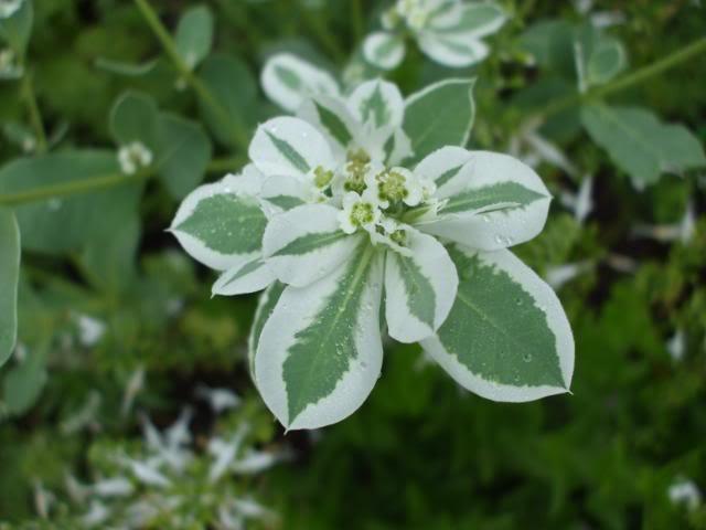Photo of Snow on the Mountain (Euphorbia marginata) uploaded by poisondartfrog