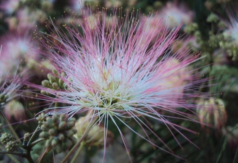Photo of Mimosa Tree (Albizia julibrissin) uploaded by poisondartfrog