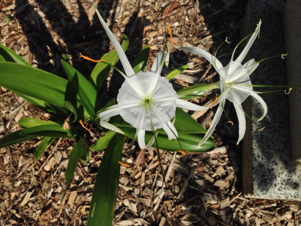 Photo of Spider Lily (Hymenocallis liriosme) uploaded by HamiltonSquare