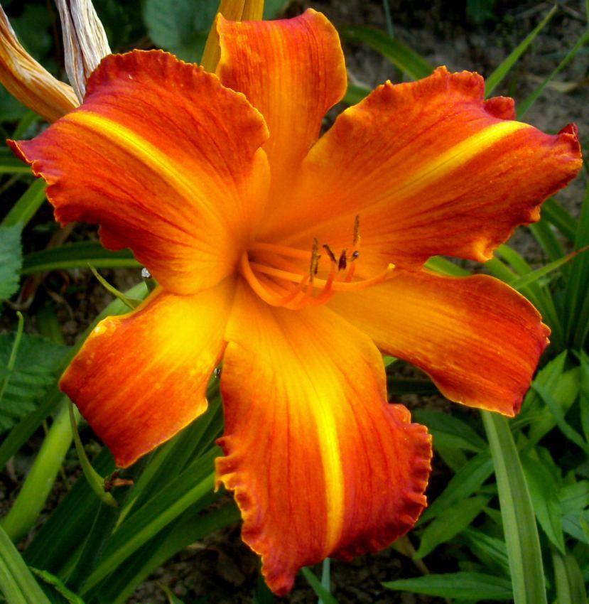 Photo of Daylily (Hemerocallis 'Highland Pinched Fingers') uploaded by Heart2Heart