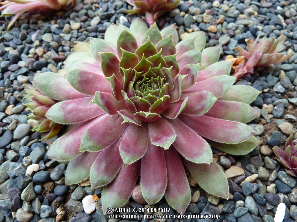 Photo of Hen and Chicks (Sempervivum 'Goedele') uploaded by Patty