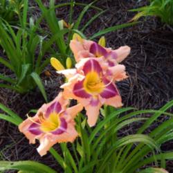 Location: home
Date: 2014-06-25
4 month old plant from Dan Hansen at Ladybug Daylilies
