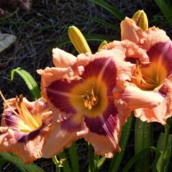 Location: home
Date: 2014-06-25
4 month old plant from Dan Hansen at Ladybug Daylilies