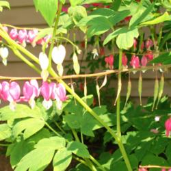 Location: My garden in Bark River, MI
Date: 2014-06-25
Seed pods on Dicentra spectabilis