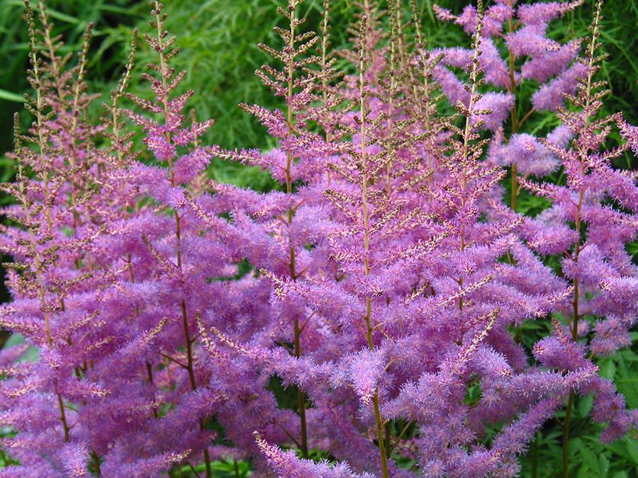 Photo of Astilbe Color Flash® Lime uploaded by eclayne