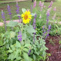 Location: Milk & Honey Meadows
Date: 2014-06-25
Love this salvia with Sun Flowers and Horse Mint!!