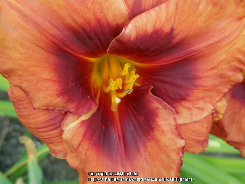Photo of Daylily (Hemerocallis 'Frank Smith') uploaded by springcolor