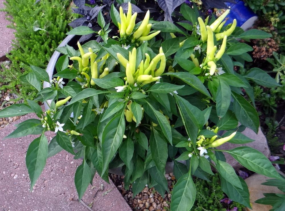 Photo of Ornamental Pepper (Capsicum annuum 'Chilly Chili') uploaded by stilldew