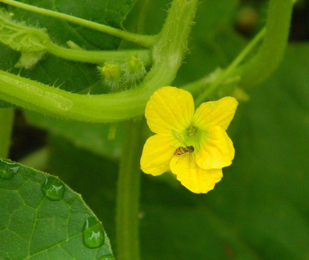 Photo of Charentais Melon (Cucumis melo var. cantalupo) uploaded by wildflowers