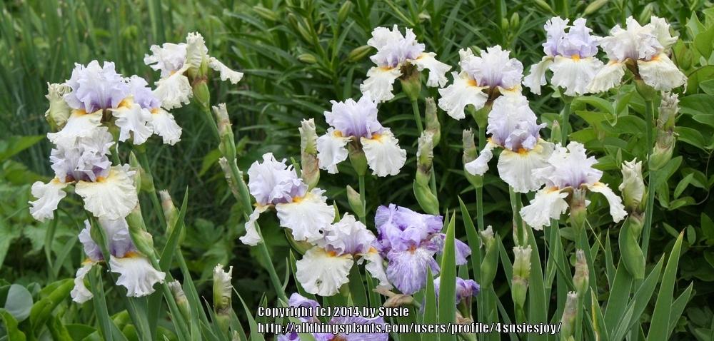 Photo of Tall Bearded Iris (Iris 'Suspicion') uploaded by 4susiesjoy
