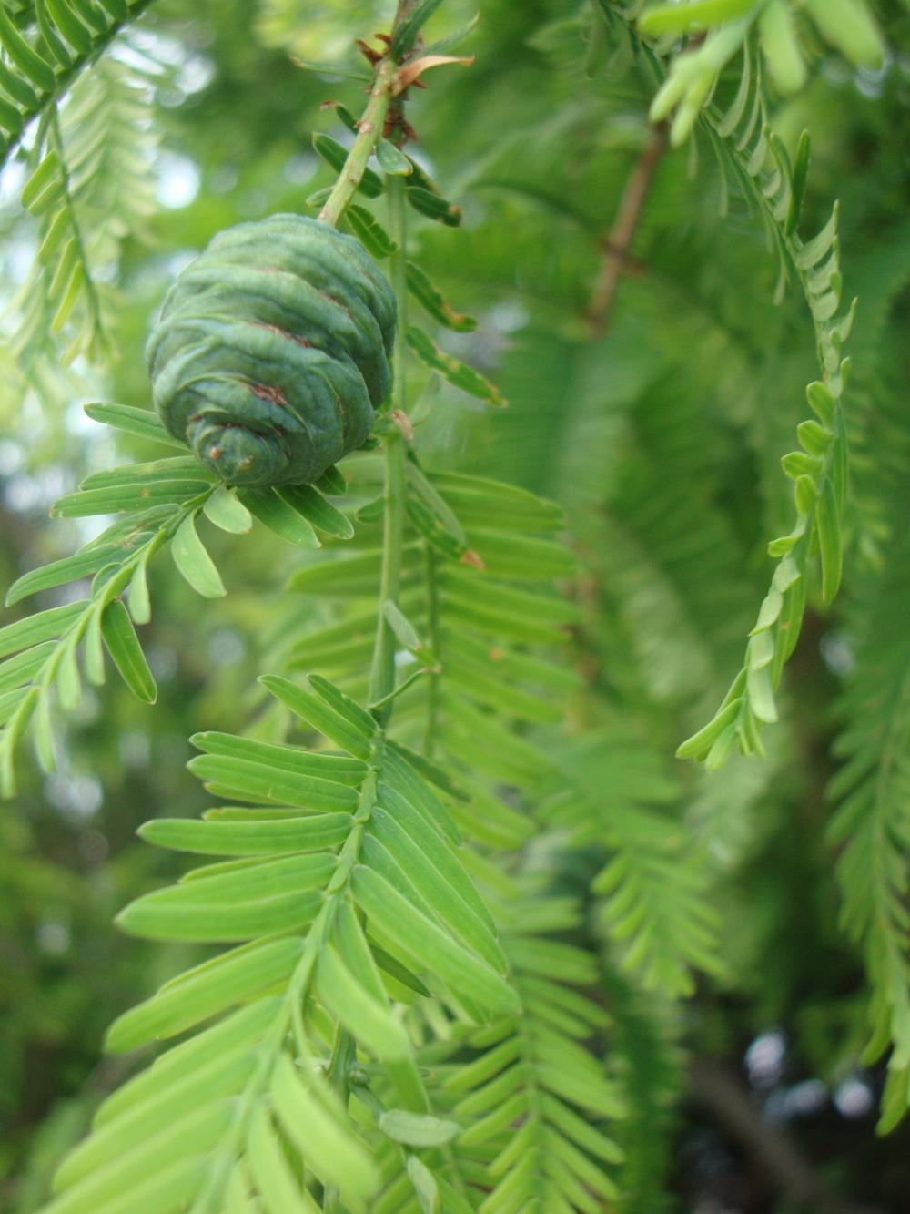 Photo of Dawn Redwood (Metasequoia glyptostroboides) uploaded by Paul2032