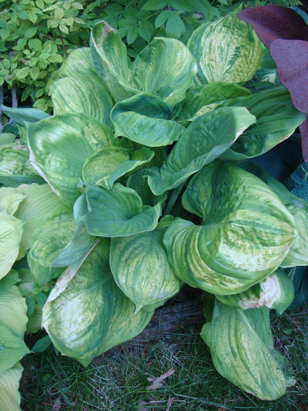 Photo of Hosta 'Gunther's Prize' uploaded by Paul2032