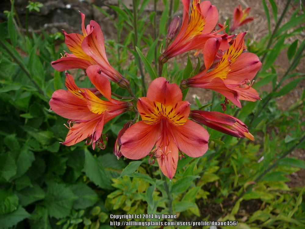 Photo of Peruvian Lily (Alstroemeria 'Pacific Sunset') uploaded by duane456
