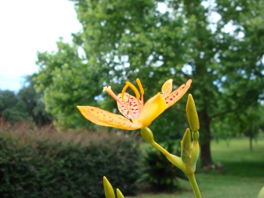 Photo of Species Iris (Iris domestica) uploaded by flaflwrgrl