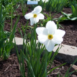 Location: Wisconsin
Date: 2014-05-16
Pheasant's Eye Daffodil