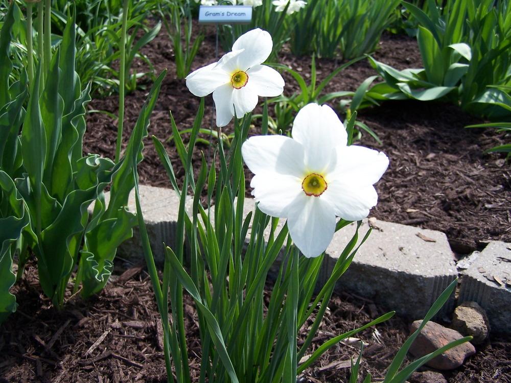 Photo of Species Daffodil (Narcissus poeticus subsp. poeticus) uploaded by petruske