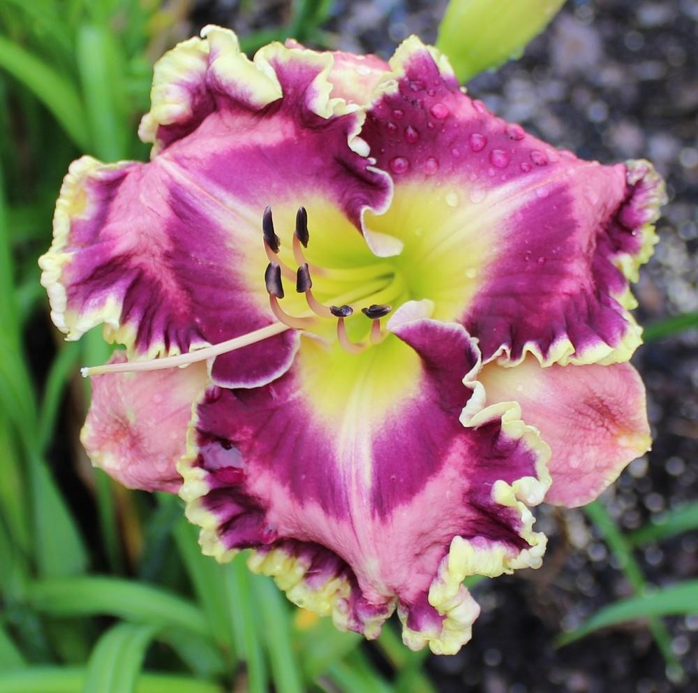 Photo of Daylily (Hemerocallis 'Picasso's Intrigue') uploaded by tink3472