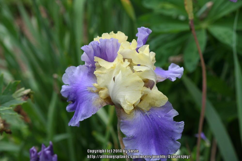 Photo of Tall Bearded Iris (Iris 'Edith Wolford') uploaded by 4susiesjoy