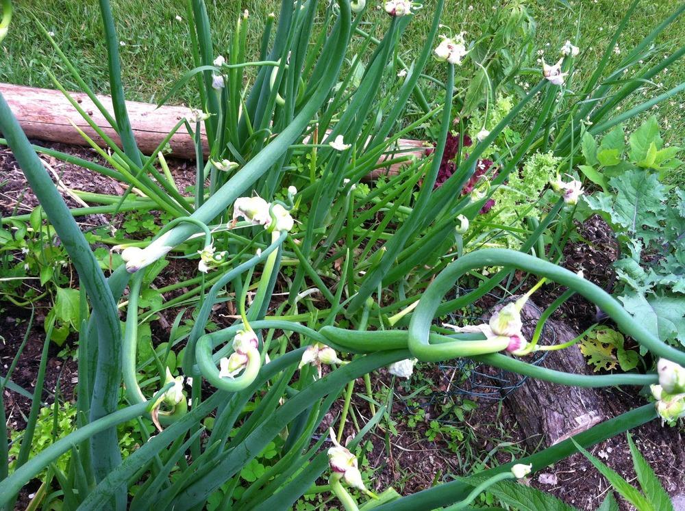 Photo of Egyptian Walking Onion (Allium x proliferum) uploaded by Anderwood