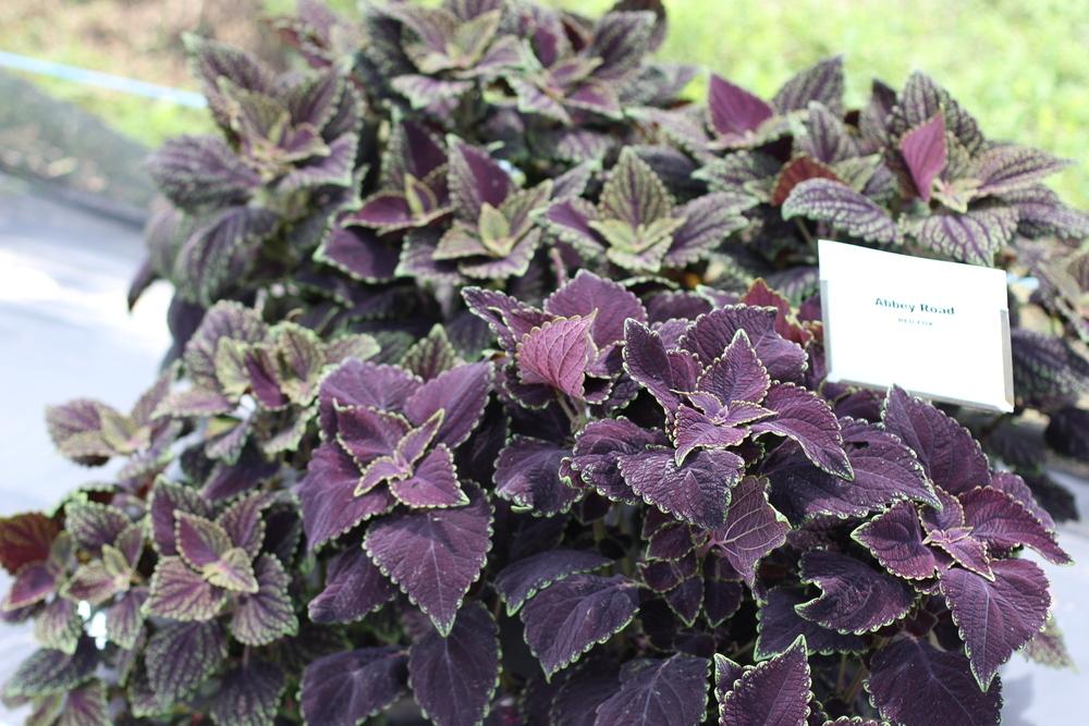 Photo of Coleus (Coleus scutellarioides Main Street Abbey Road™) uploaded by dave