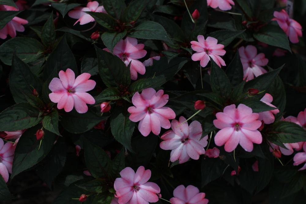 Photo of Impatiens 'Sunpatiens' uploaded by dave
