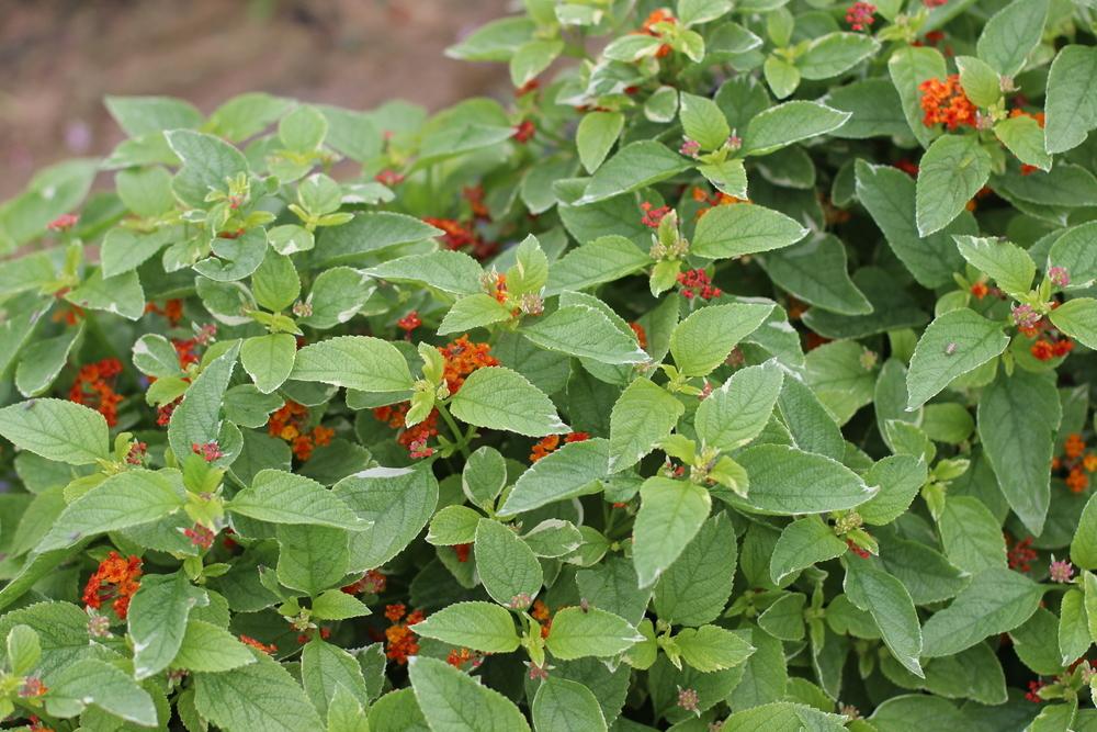 Photo of Lantana 'Variegated Skittles' uploaded by dave