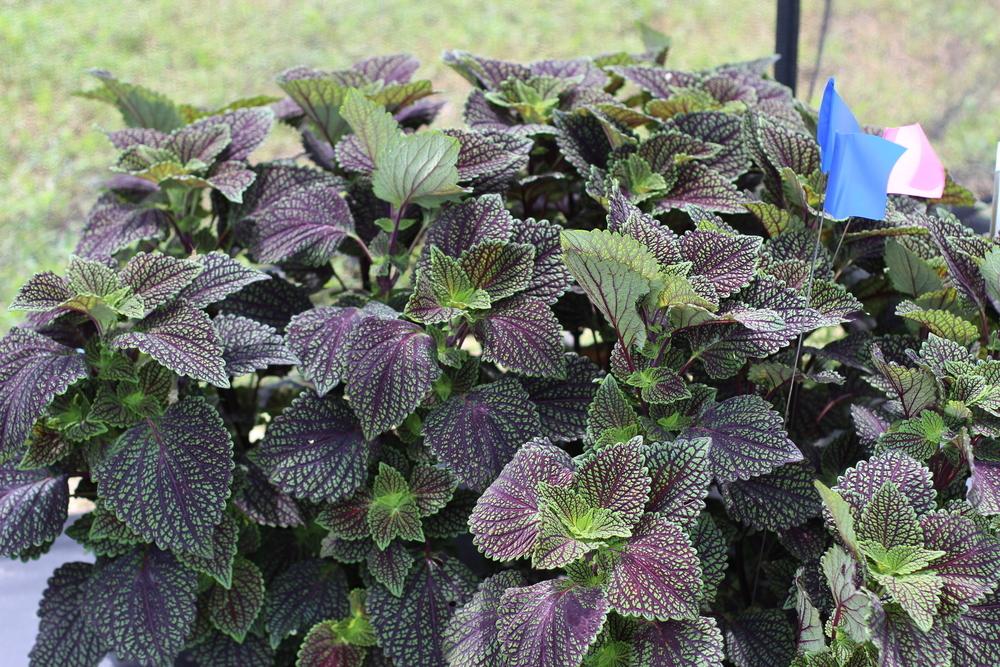 Photo of Coleus (Coleus scutellarioides 'Ruby Dreams') uploaded by dave