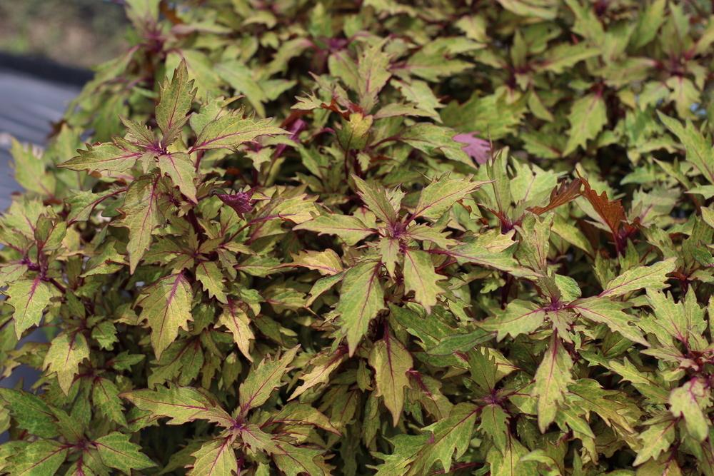 Photo of Coleus (Coleus scutellarioides Marquee Blonde Bombshell) uploaded by dave