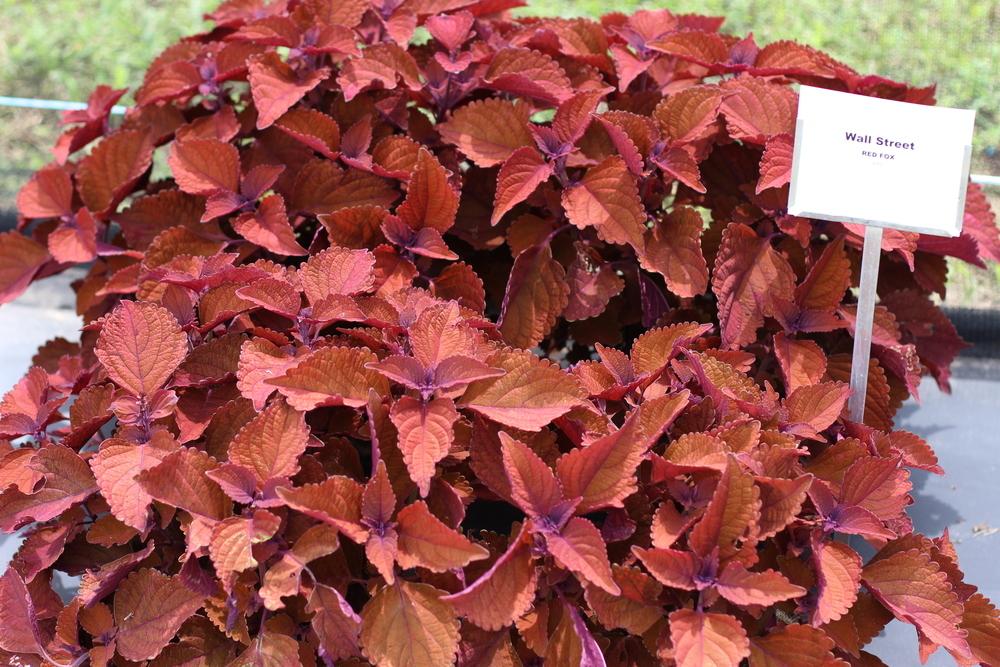 Photo of Coleus (Coleus scutellarioides Main Street Wall Street™) uploaded by dave