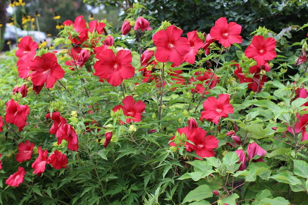 Photo of Hybrid Hardy Hibiscus (Hibiscus 'Lord Baltimore') uploaded by dave