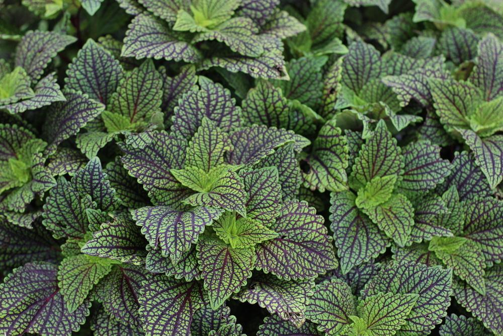 Photo of Coleus (Coleus scutellarioides 'Ruby Dreams') uploaded by dave
